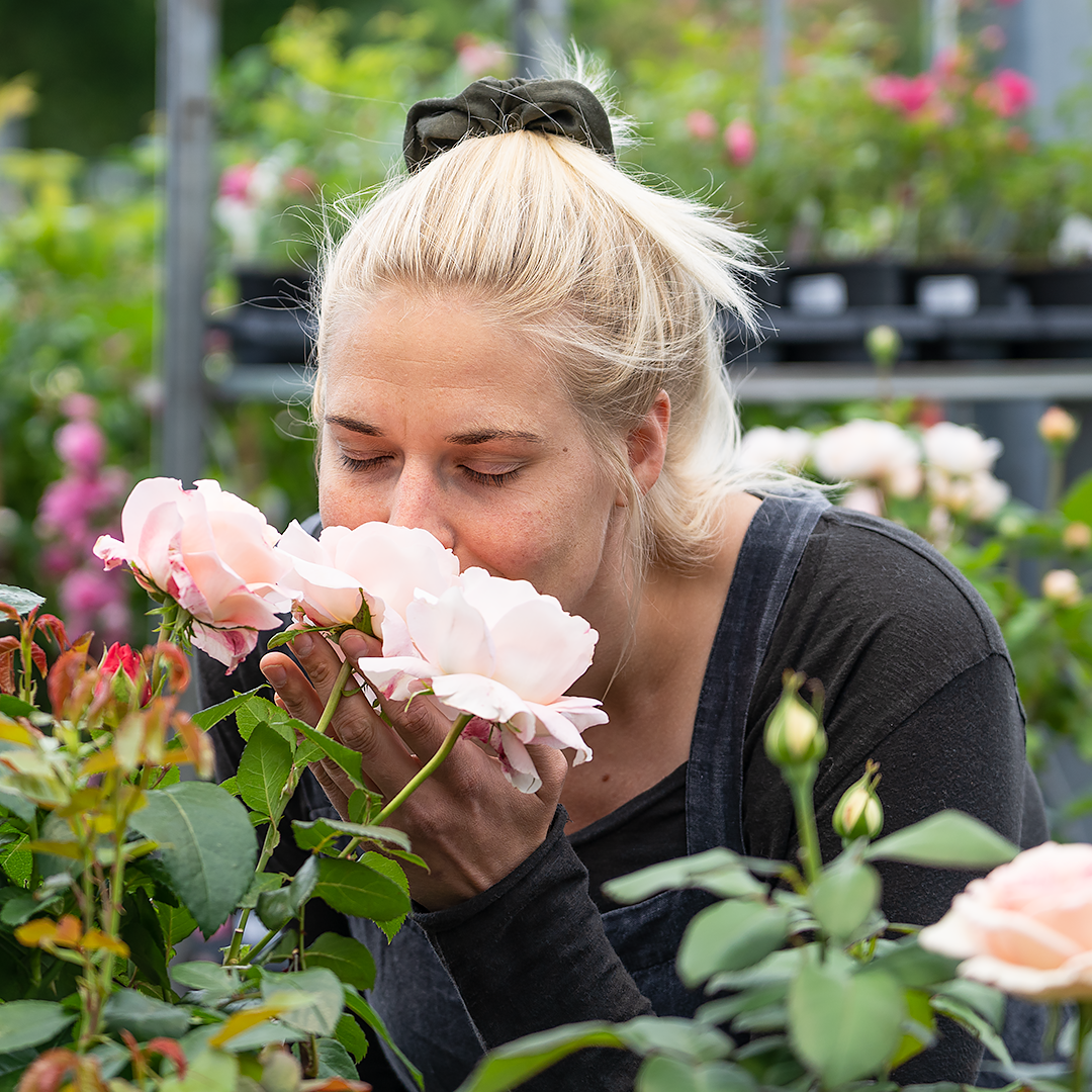 Frau mit blondem Haar riecht an einer zartrosa Rose im Gartencenter