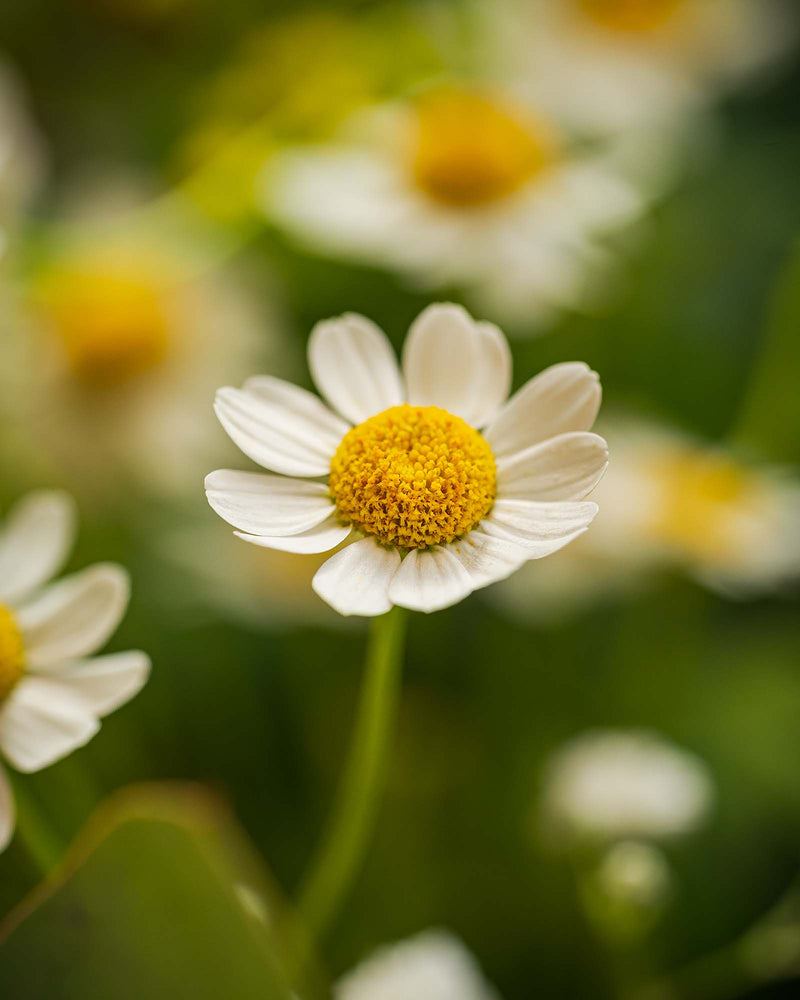 
                  
                    Blumenstrauß "Wiesenzauber"
                  
                