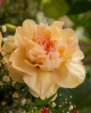 
                  
                    Blumenstrauß "Blühende Umarmung"
                  
                