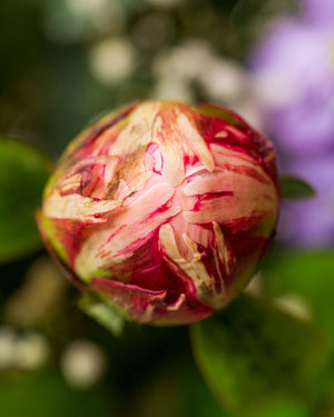 
                  
                    Blumenstrauß "Blühende Umarmung"
                  
                