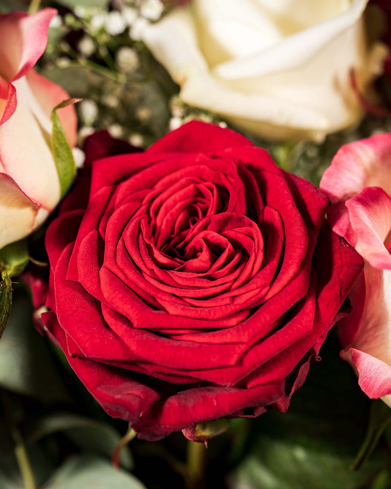 
                  
                    Rosenstrauß Gentleman mit roter Rose
                  
                