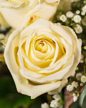 
                  
                    Rosenstrauß Gentleman im Mix aus weißen, pinken, roten Rosen
                  
                