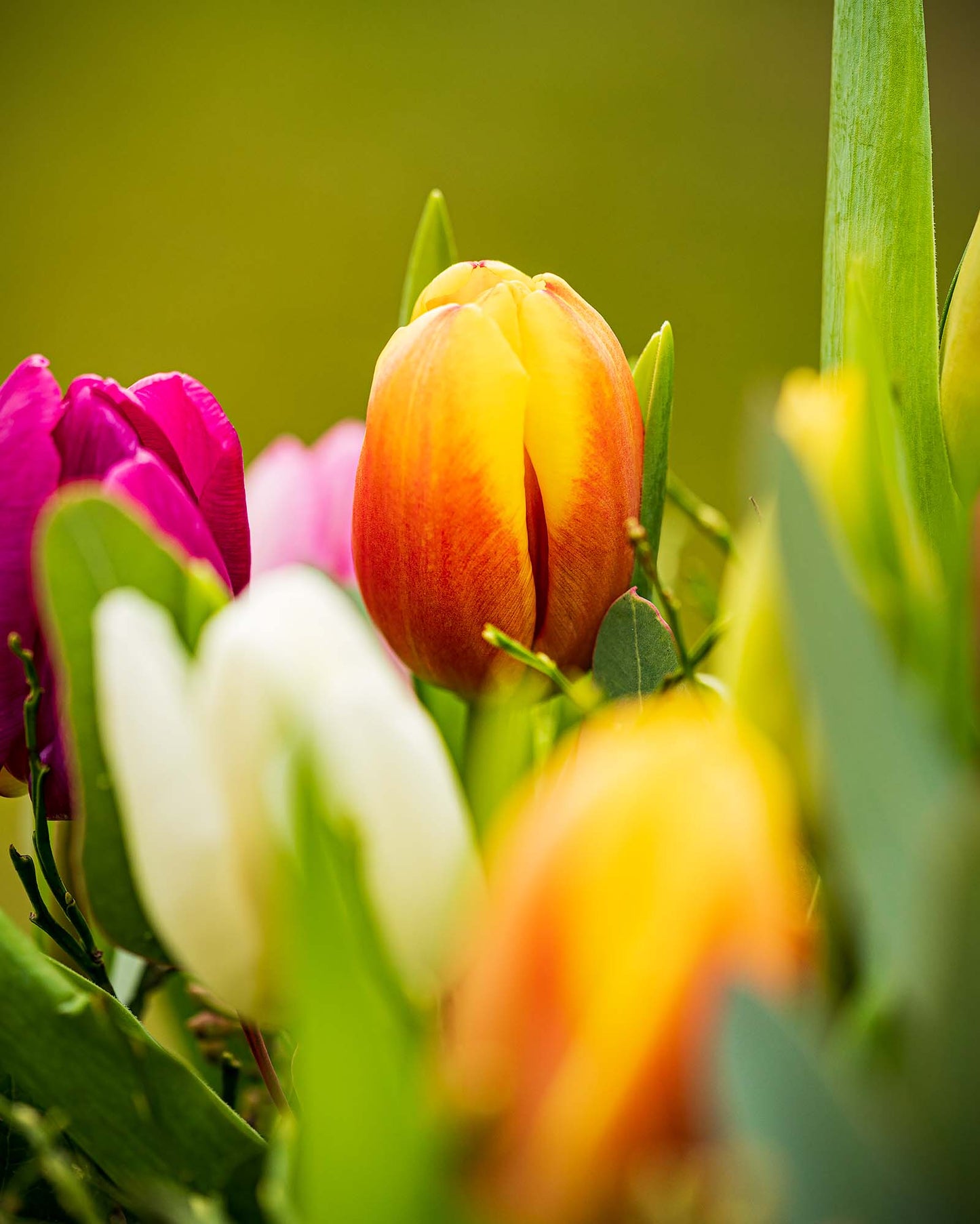 Bunter Tulpenstrauß mit Heidelbeerkraut unt Eukalyptus