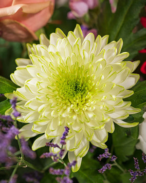 
                  
                    Blumenstrauß Glücksgefühl Valentinstag Muttertag
                  
                