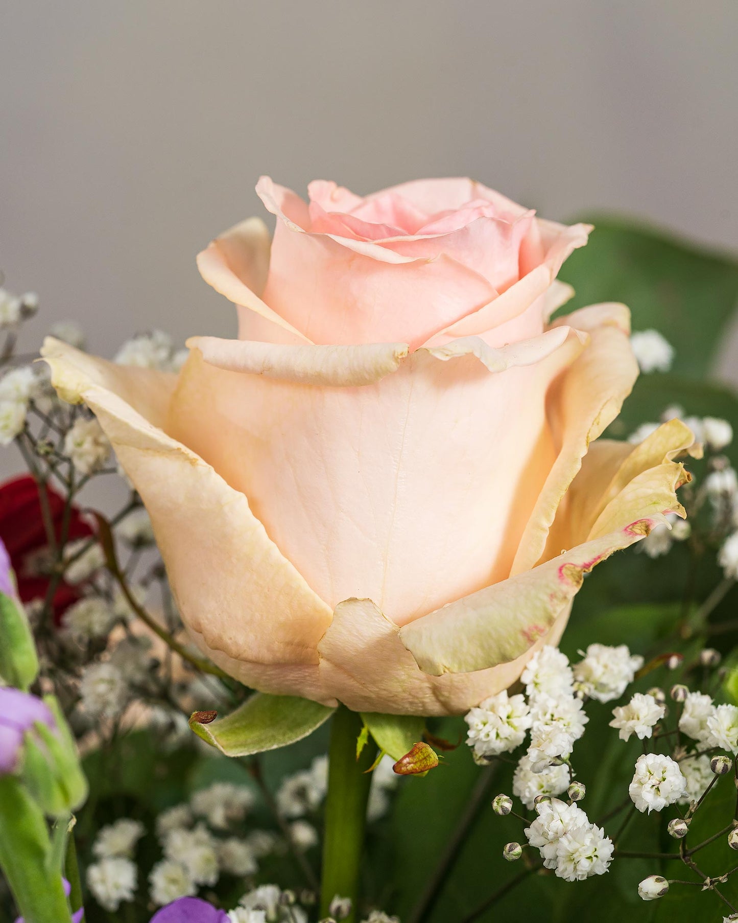 Nahaufnahme einer pastellrosa Rose mit Schleierkraut im Hintergrund