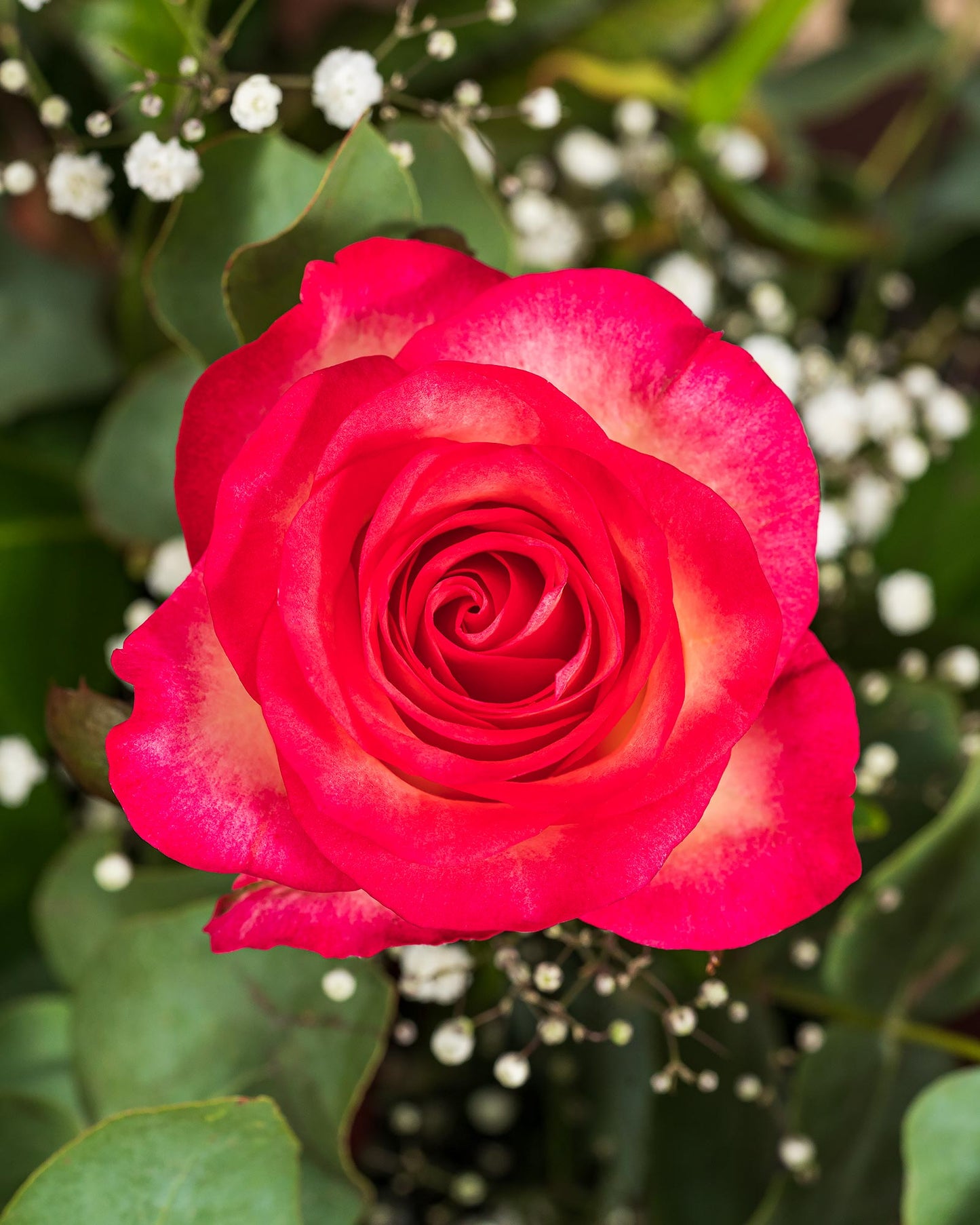 Nahaufnahme einer pink-weißen Rose mit Schleierkraut und Eukalyptusblättern
