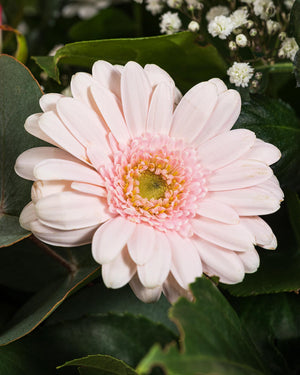 
                  
                    Blumenstrauß "Der Romantische"
                  
                