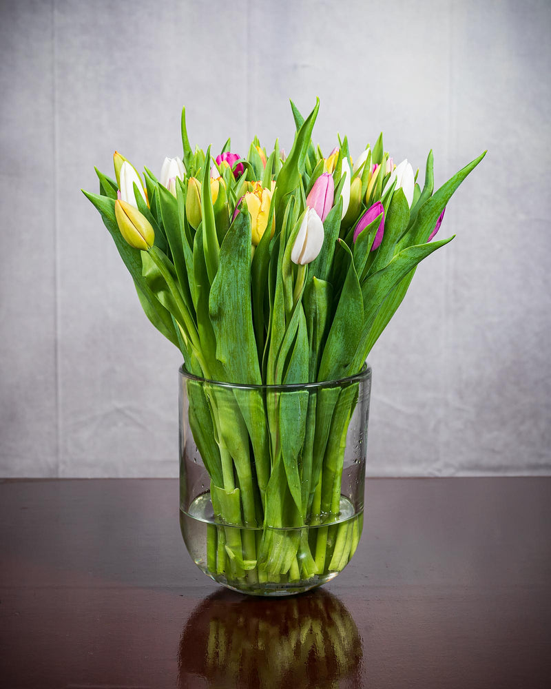 Frische Tulpen (50 Stück) - Bunt