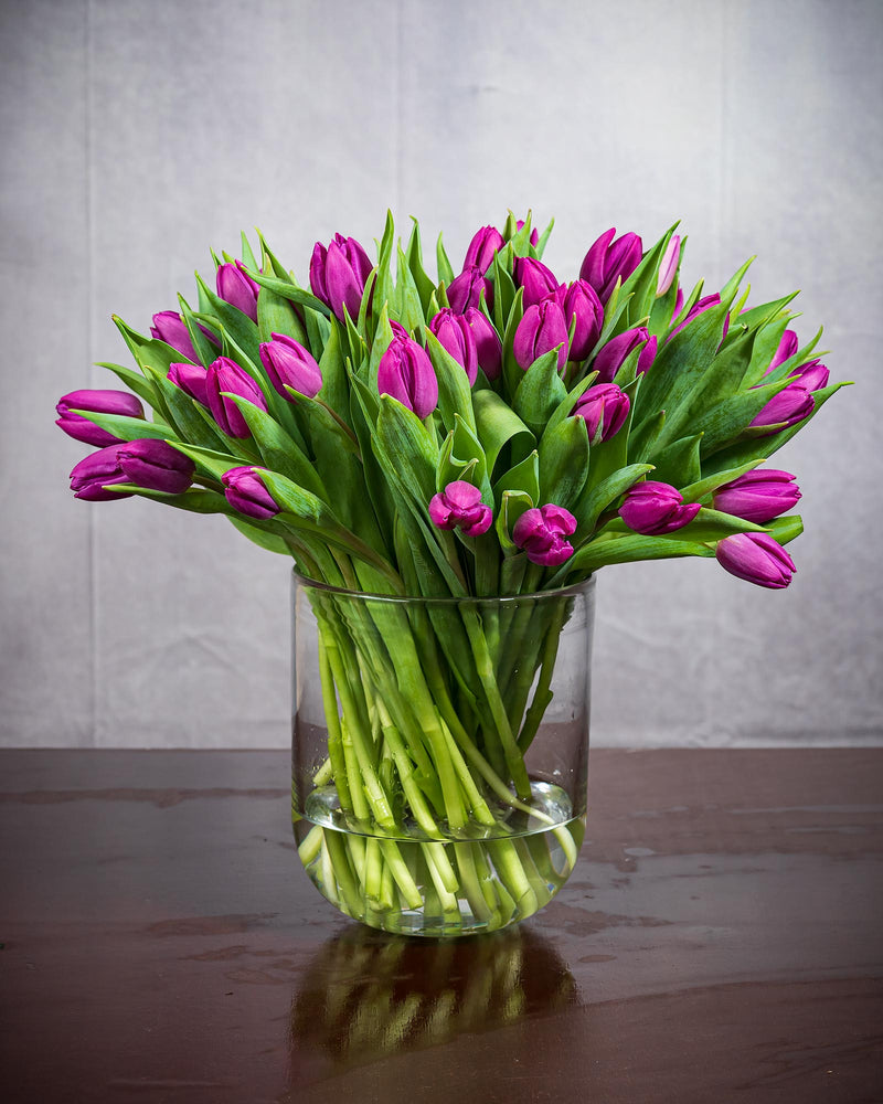 Frische Tulpen (50 Stück) - Lila