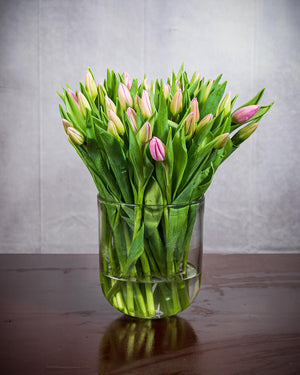 
                  
                    Frische Tulpen (50 Stück) - Rosa
                  
                