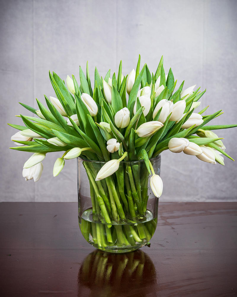 
                  
                    Frische Tulpen (50 Stück) - Weiß
                  
                