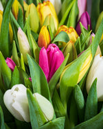 Frische Tulpen (50 Stück) - Bunt