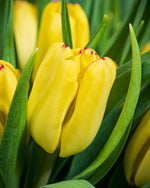 Frische Tulpen (50 Stück) - Gelb