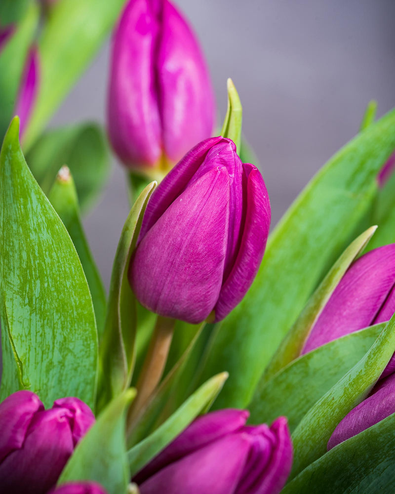 
                  
                    Frische Tulpen (50 Stück) - Lila
                  
                