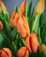 Frische Tulpen (50 Stück) - Orange