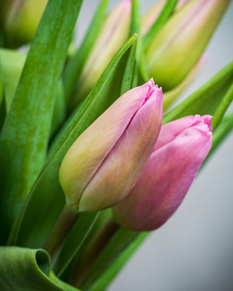 Frische Tulpen (50 Stück) - Rosa