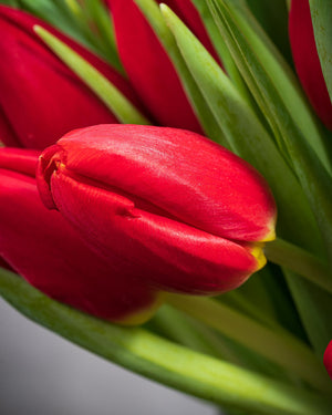 
                  
                    Frische Tulpen (50 Stück) - Rot
                  
                