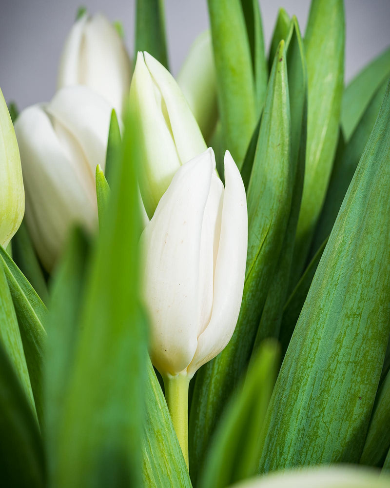
                  
                    Frische Tulpen (50 Stück) - Weiß
                  
                
