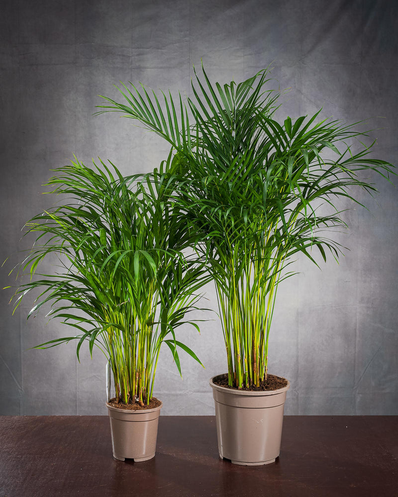 Zimmerpflanze Dypsis Lutescens