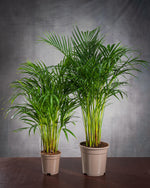Zimmerpflanze Dypsis Lutescens