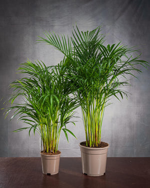
                  
                    Zimmerpflanze Dypsis Lutescens
                  
                