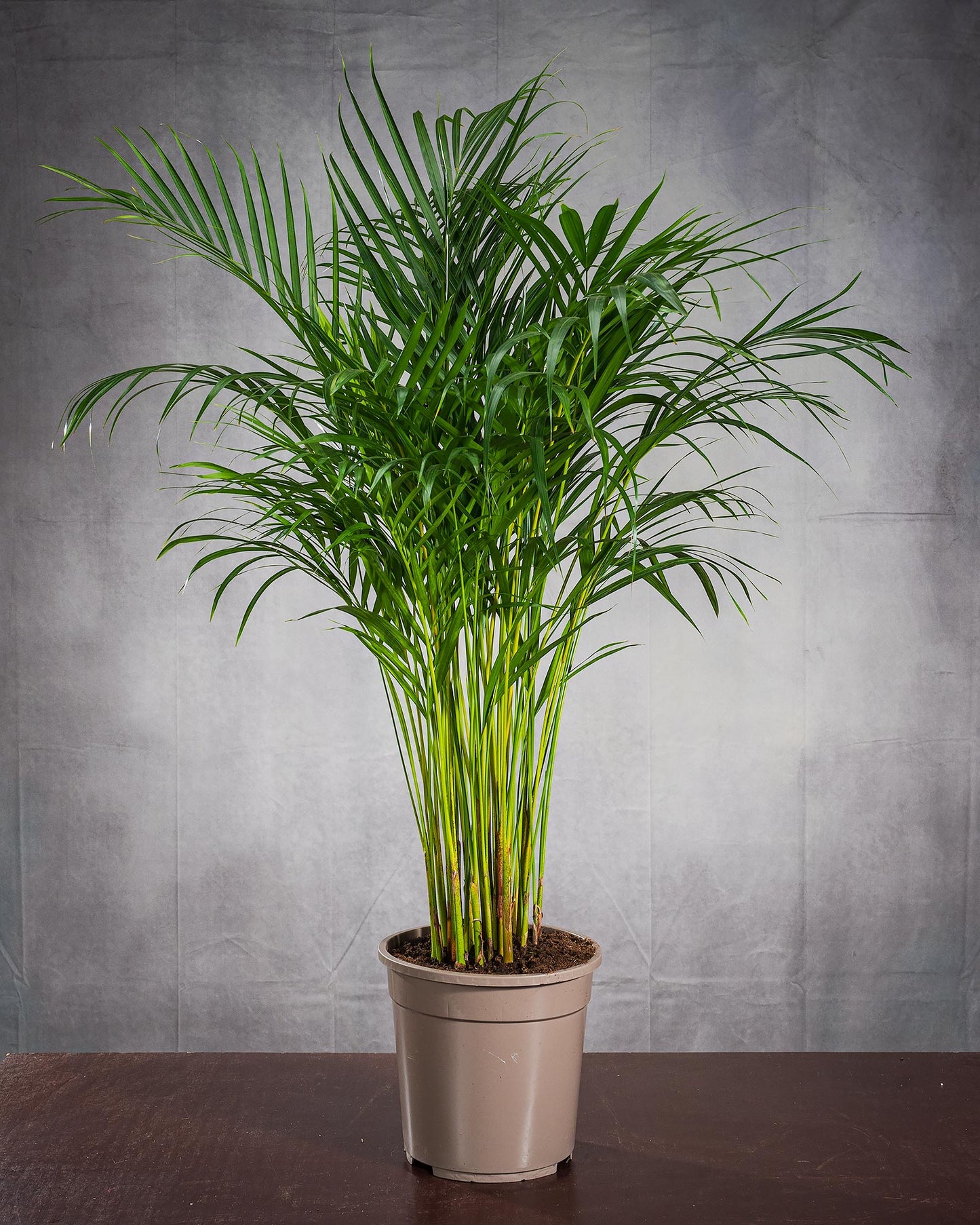 Große Goldfruchtpalme (Dypsis lutescens) mit langen Stängeln und üppigem Blattwerk in einem graubraunen Topf.
