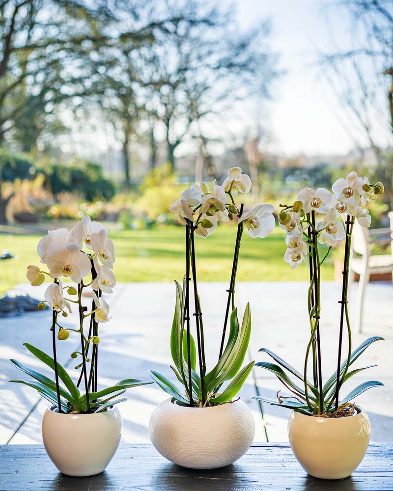 Phalaenopsis-Orchidee