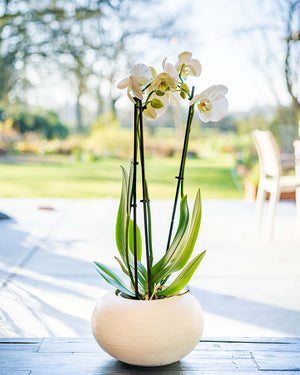 
                  
                    Phalaenopsis-Orchidee
                  
                
