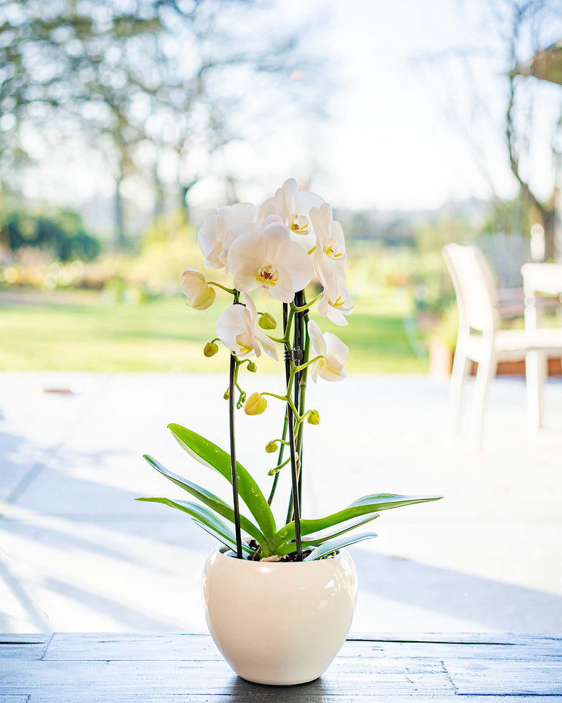 
                  
                    Phalaenopsis-Orchidee
                  
                