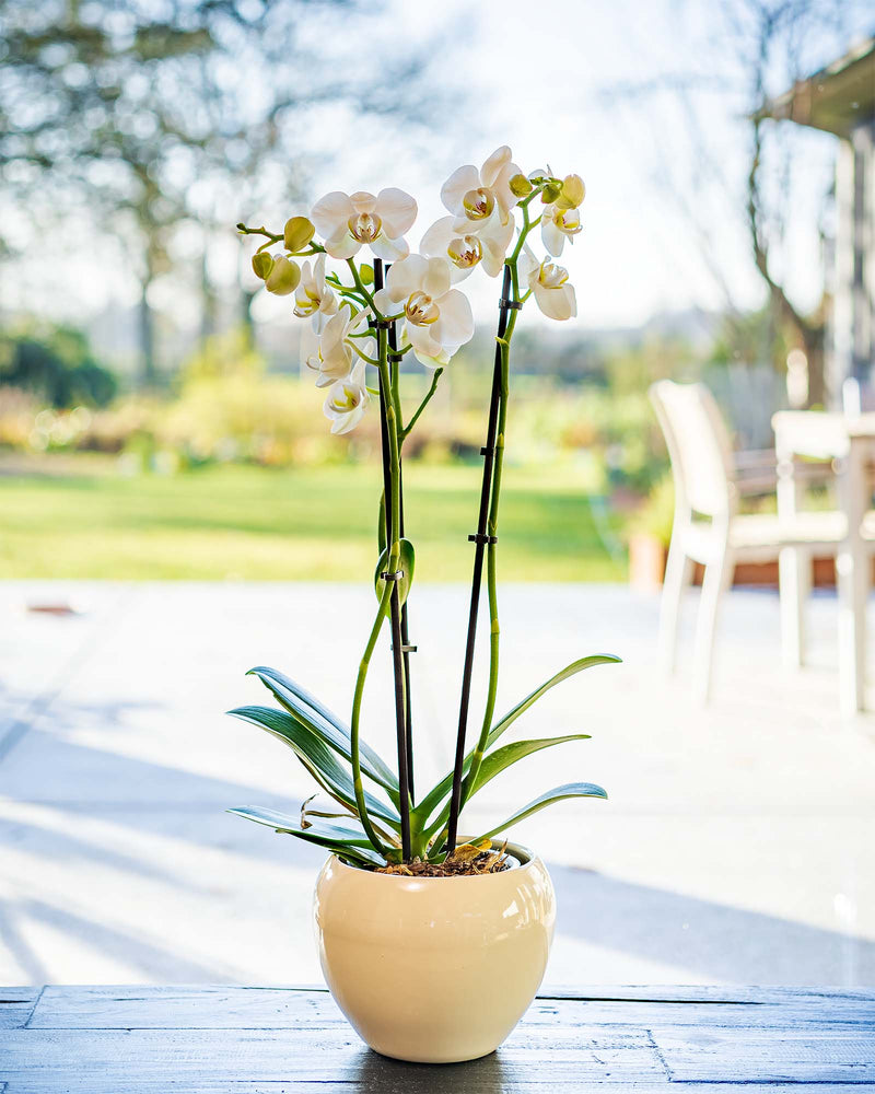 
                  
                    Phalaenopsis-Orchidee
                  
                