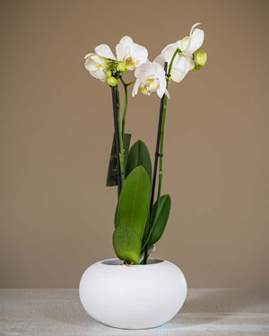 
                  
                    Phalaenopsis-Orchidee
                  
                