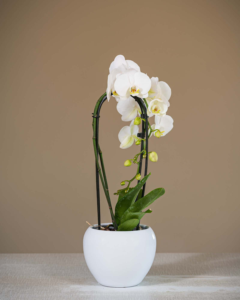 
                  
                    Phalaenopsis-Orchidee
                  
                