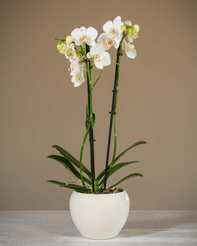
                  
                    Phalaenopsis-Orchidee
                  
                
