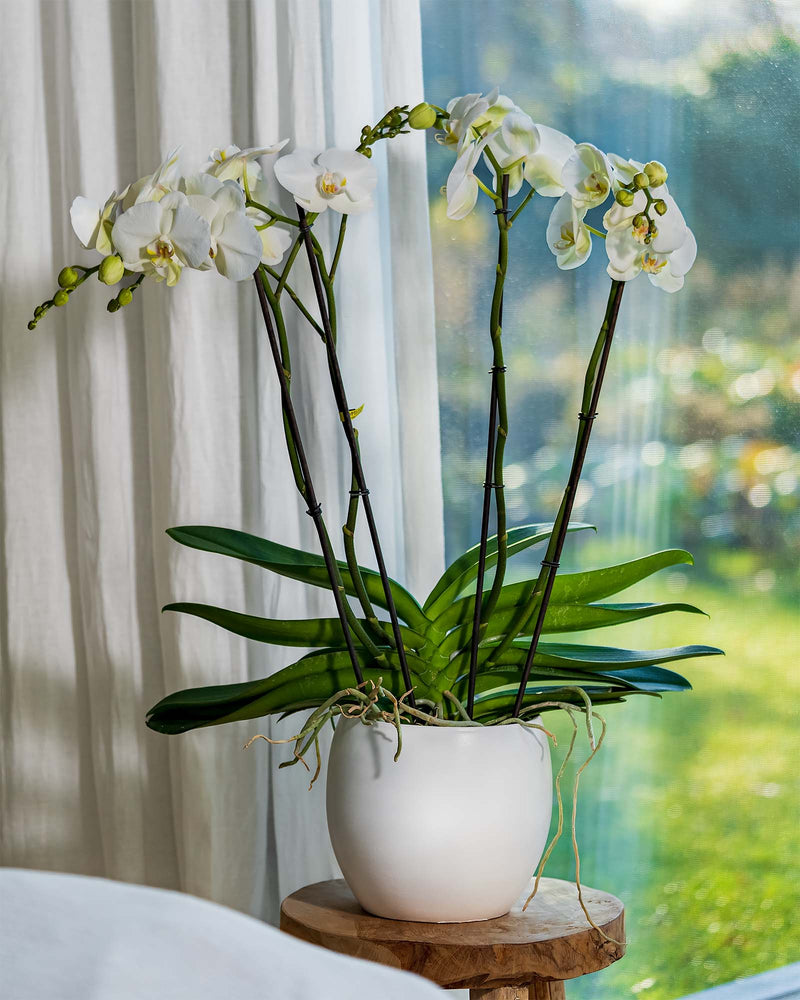 Orchidee viertriebig mit Topf