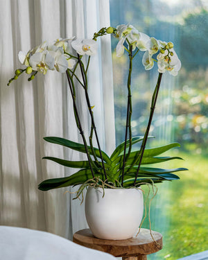 
                  
                    Orchidee viertriebig mit Topf
                  
                