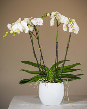 
                  
                    Orchidee viertriebig mit Topf
                  
                