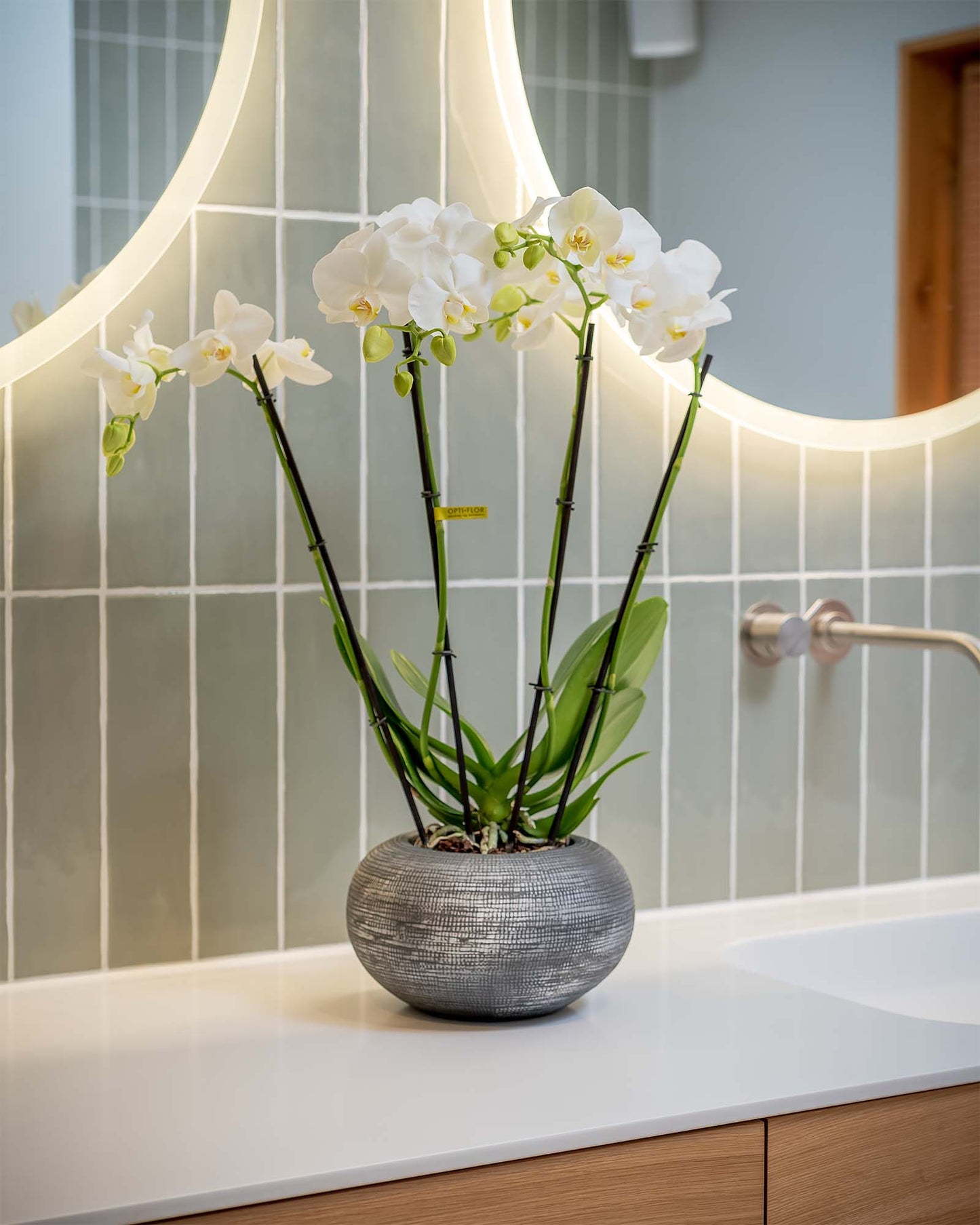 Orchidee viertriebig mit Topf