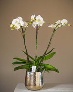 Phalaenopsis dreitriebig