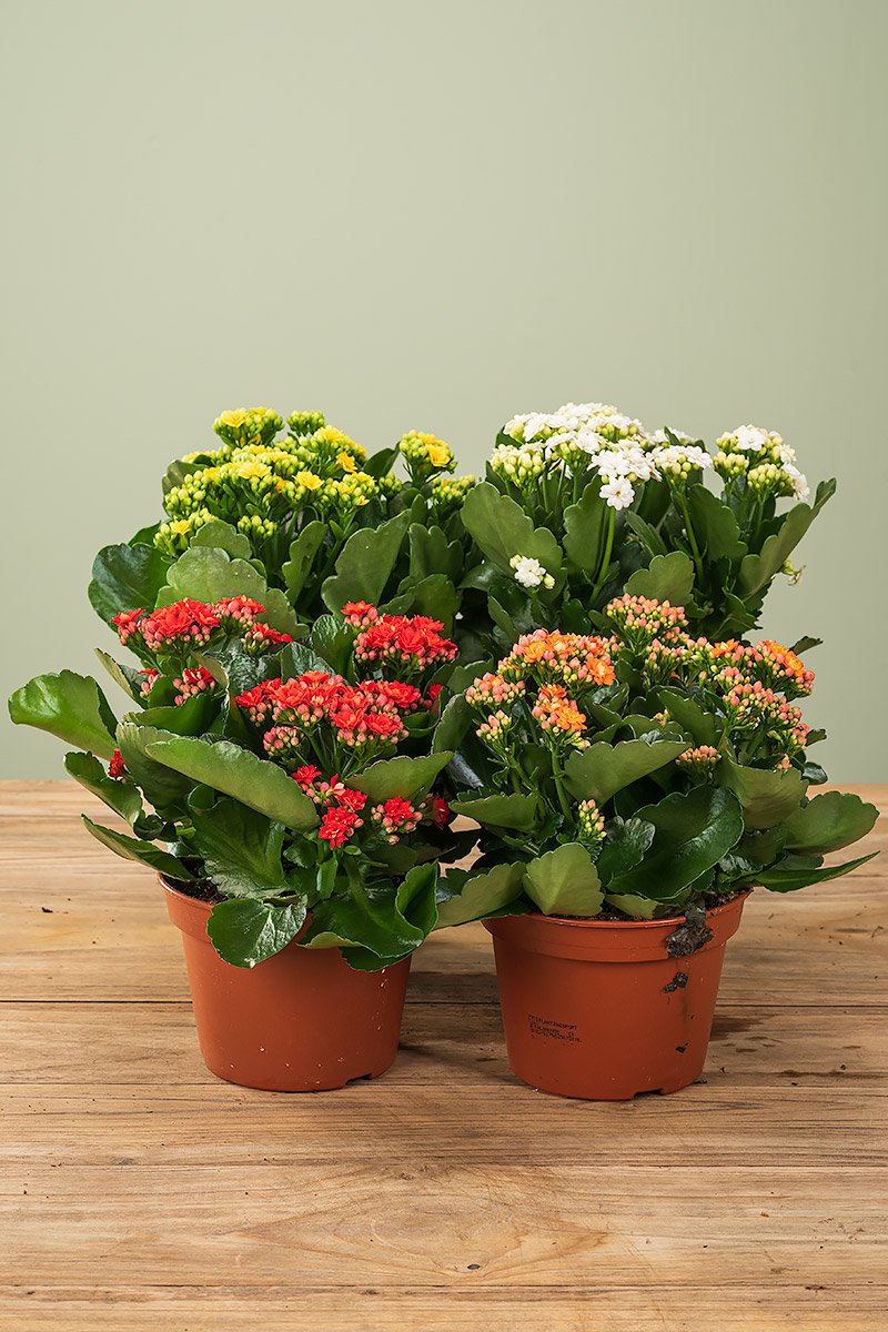 Topf mit blühendem Kalanchoe blossfeldiana in Weiß, Gelb, Orange und Rot, Ø 15 cm, auf Holztisch vor grünem Hintergrund