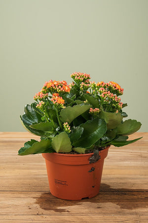 
                  
                    Kalanchoe Ø 15cm
                  
                