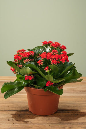 
                  
                    Kalanchoe Ø 15cm
                  
                