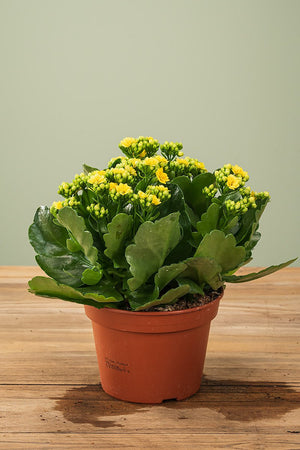 
                  
                    Kalanchoe Ø 15cm
                  
                