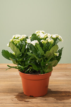 
                  
                    Kalanchoe Ø 15cm
                  
                