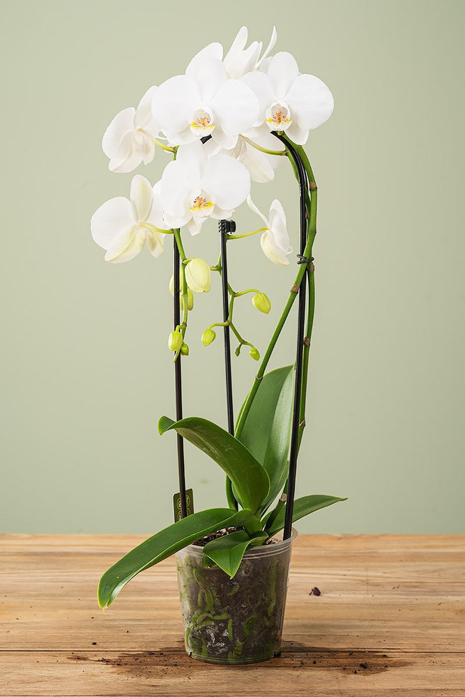 Phalaenopsis im Bogen, Dreitriebig