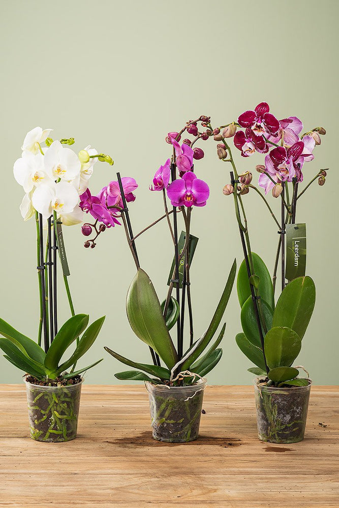 Phalaenopsis, Dreitriebig