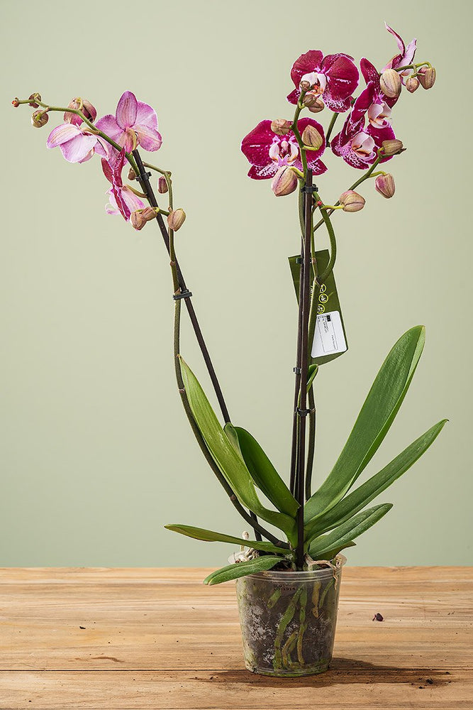 
                  
                    Phalaenopsis, Dreitriebig
                  
                