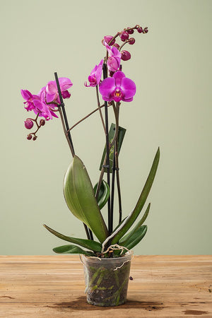 
                  
                    Phalaenopsis, Dreitriebig
                  
                