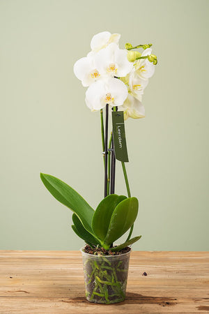 
                  
                    Phalaenopsis, Dreitriebig
                  
                