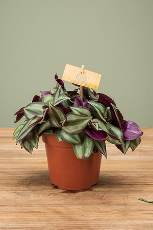 
                  
                    Tradescantia Zebrina
                  
                