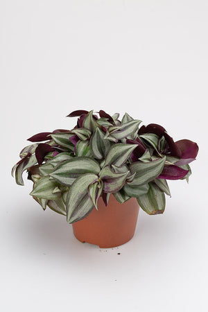 
                  
                    Tradescantia Zebrina
                  
                